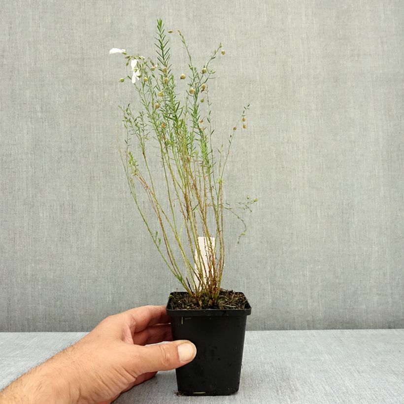 Esemplare di Linum perenne Diamant - Lino perenne Vasetto da 8/9 cm consegnato in estate