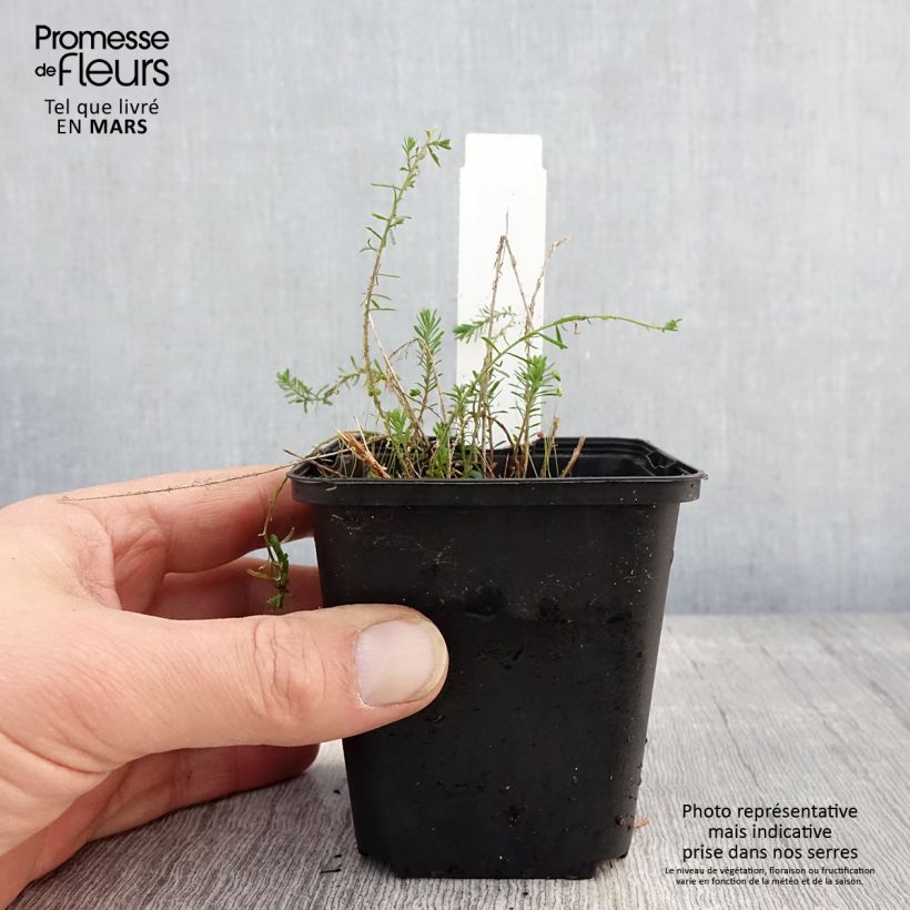 Example of Linum perenne Saphir - Lino perenne Vasetto da 8/9 cm as you get in printemps