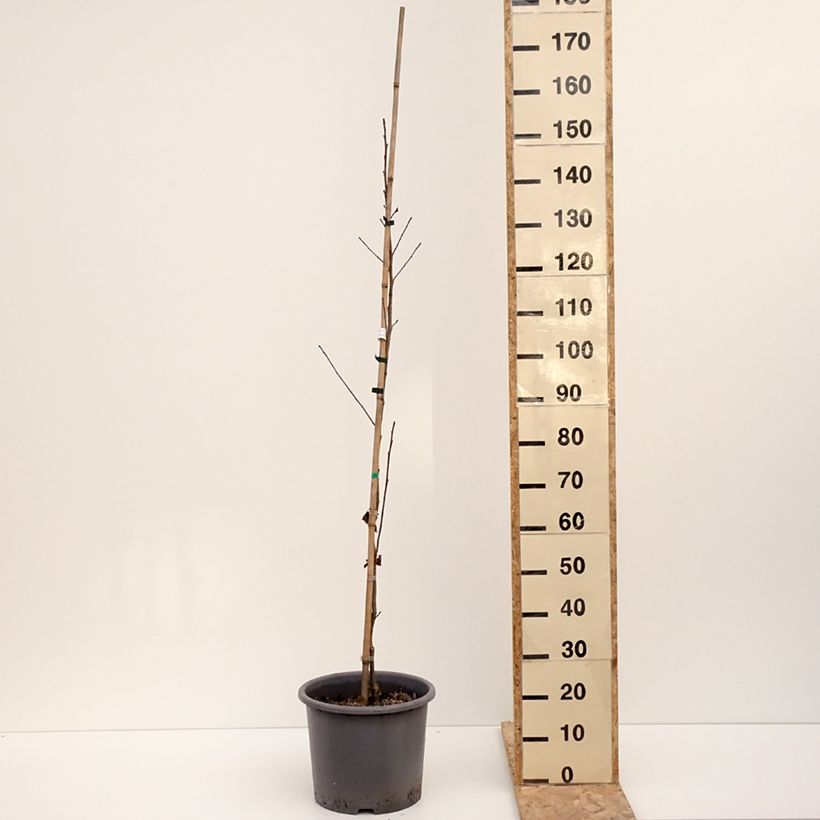 Liquidambar formosana - Copalme de Chine Pot de 12L/15L, Baliveau esemplare consegnato in inverno