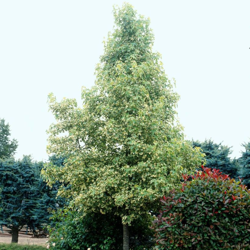 Liquidambar styraciflua Albomarginata Manon - Storace americano (Plant habit)