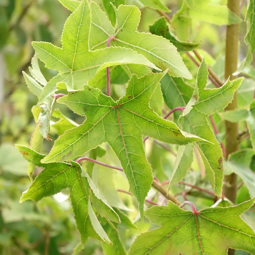 Liquidambar styraciflua Autumn Color Globe - Storace americano (Fogliame)