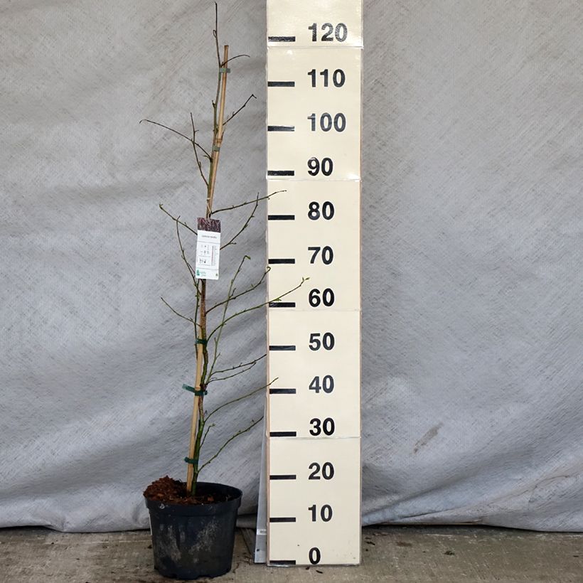 Liquidambar styraciflua - Storace americano Vaso da 3L/4L esemplare consegnato in primavera