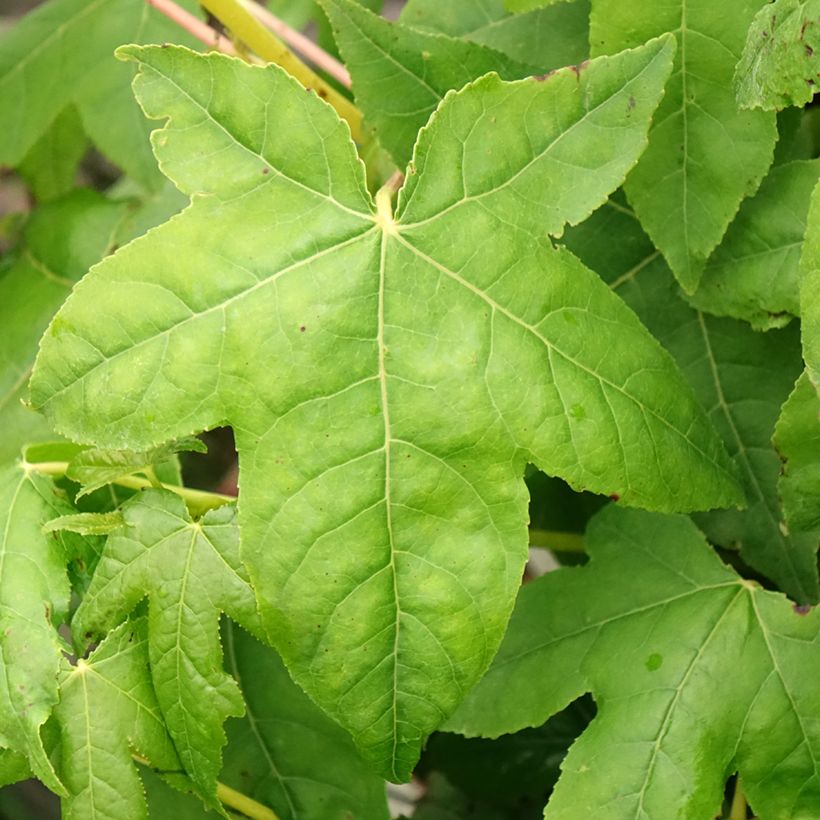Liquidambar styraciflua Golden Sun - Storace americano (Foliage)