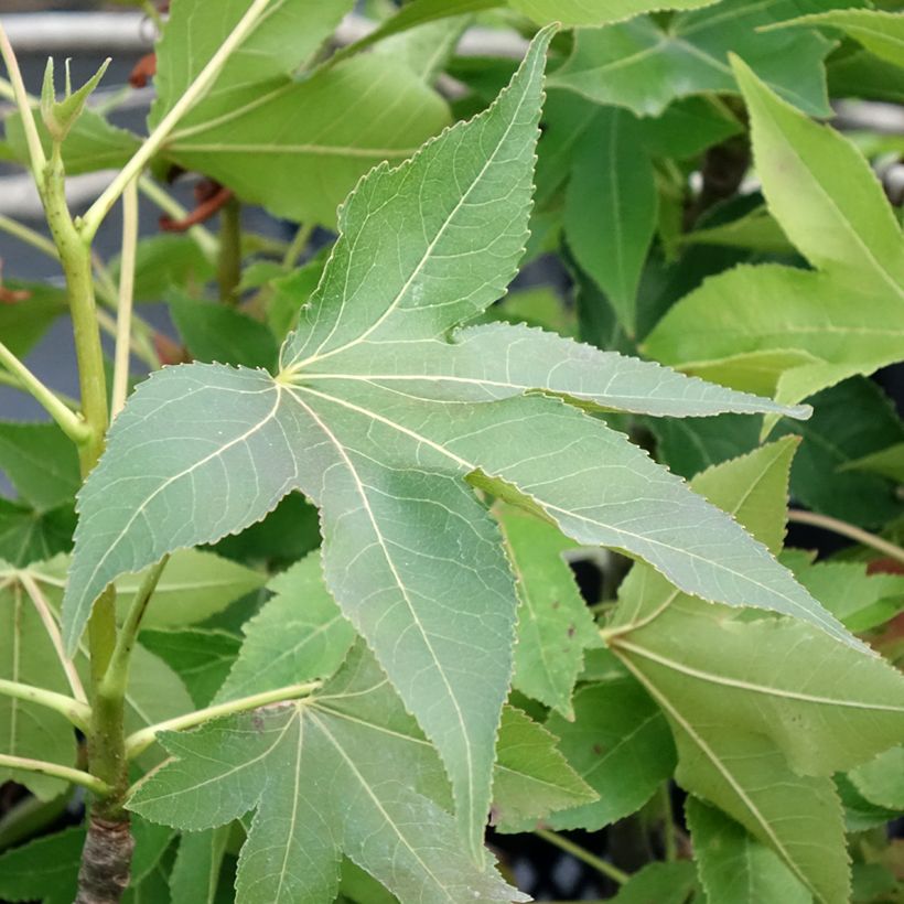 Liquidambar styraciflua Oakville Highlight - Storace americano (Foliage)