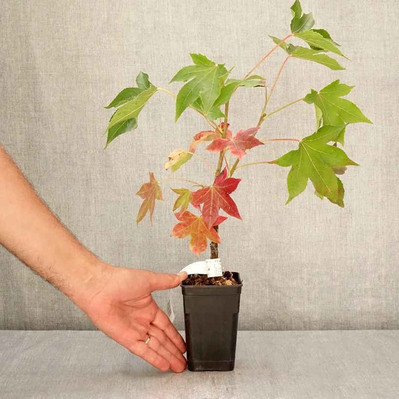 Esemplare di Liquidambar styraciflua Oakville Highlight - Storace americano Vaso da 1L/1,5L consegnato in estate