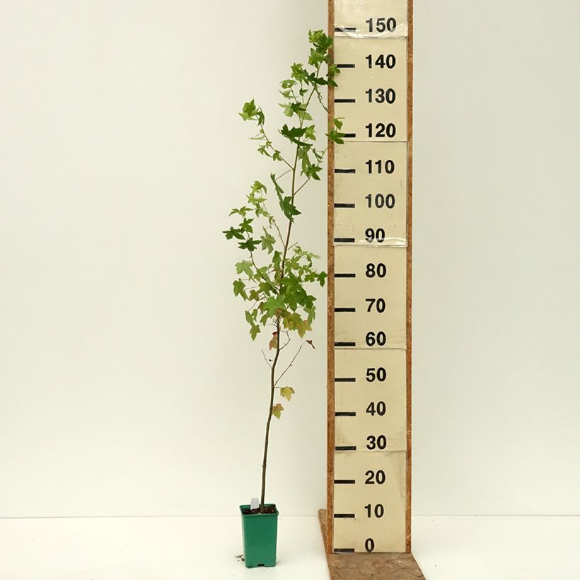 Esemplare di Liquidambar styraciflua - Storace americano Vaso da Ø 12 cm / 13 cm consegnato in estate