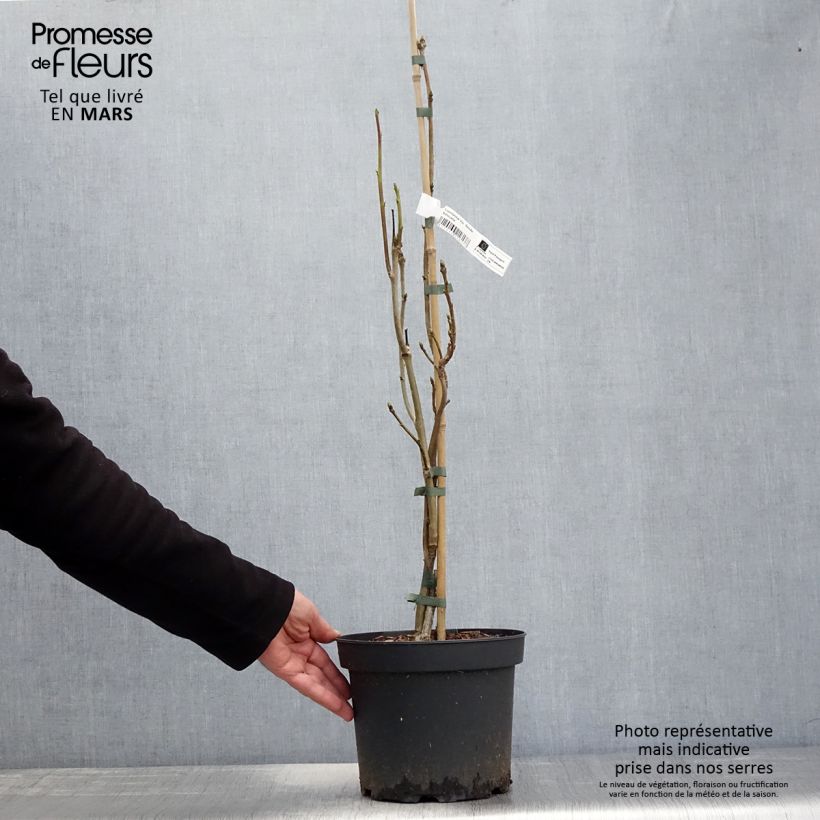 Liquidambar styraciflua Slender Silhouette - Storace americano Vaso da 4L/5L esemplare consegnato in primavera