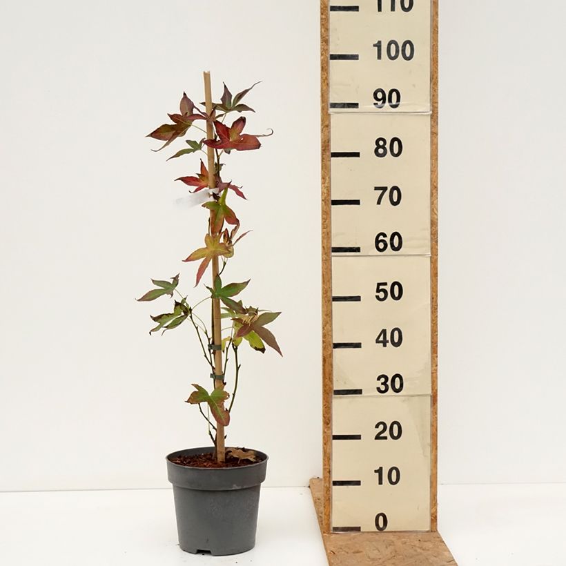 Esemplare di Liquidambar styraciflua Slender Silhouette - Storace americano Vaso da 4L/5L come consegnato in autunno