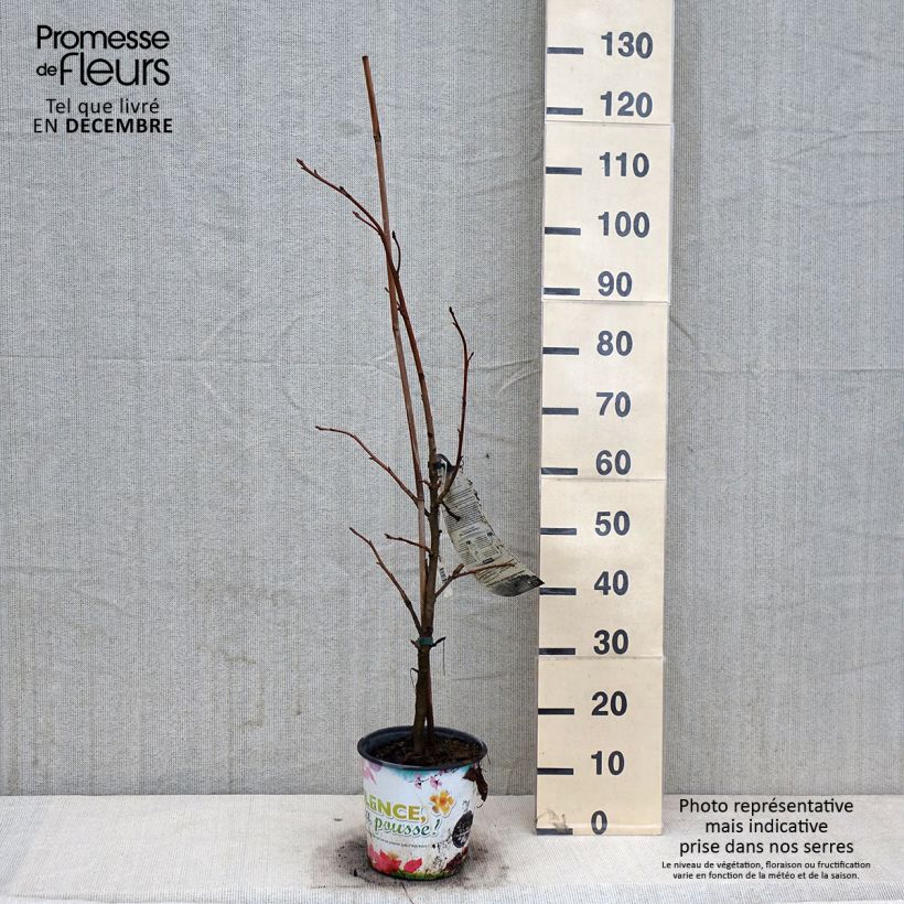 Esemplare di Liquidambar styraciflua Thea - Storace americano Vaso da 4L/5L come consegnato in autunno