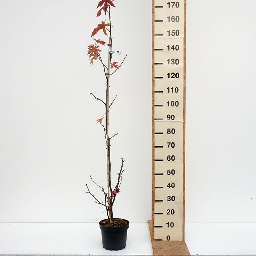 Esemplare di Liquidambar styraciflua Worplesdon - Storace americano Vaso da 4L/5L come consegnato in autunno