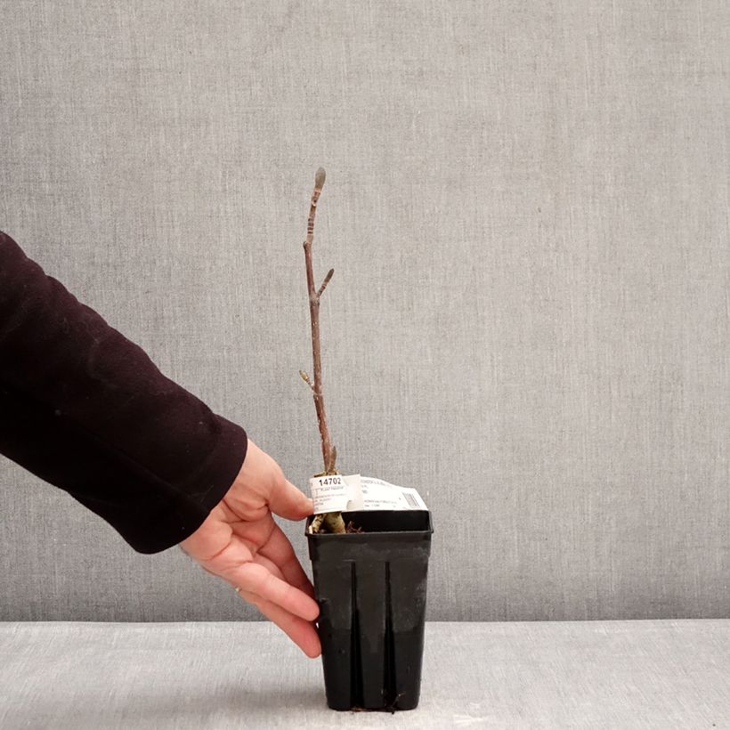 Liriodendron tulipifera Emerald City - Liriodendro Vaso da 1L/1,5L esemplare consegnato in inverno