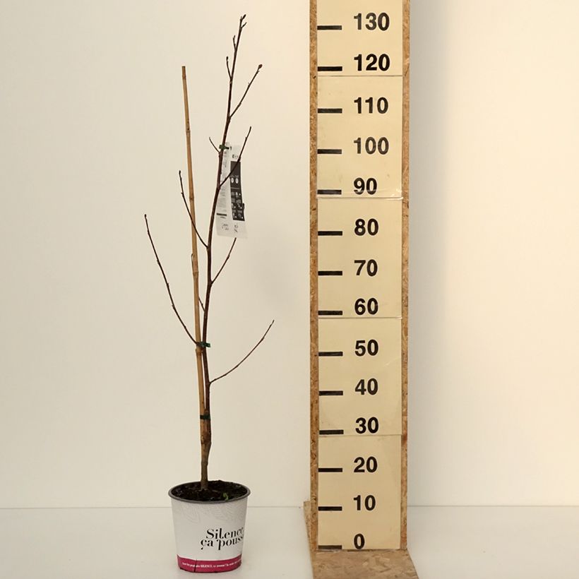 Liriodendron tulipifera Fastigiata - Liriodendro Vaso da 4L/5L, Vaso impalcato esemplare consegnato in inverno