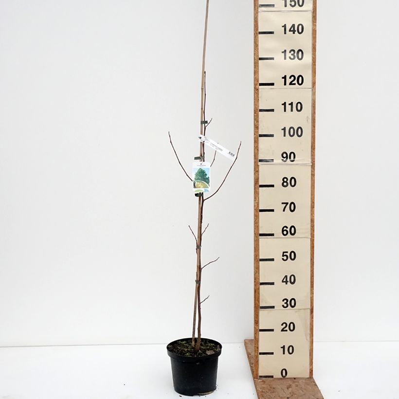 Liriodendron tulipifera Purgatory - Tulipier de Virginie panaché Vaso da 4L/5L esemplare consegnato in inverno