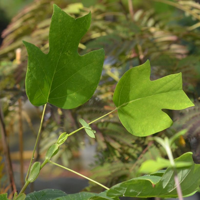Liriodendron tulipifera - Liriodendro (Foliage)