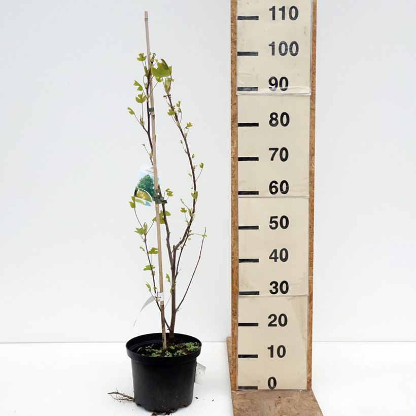 Liriodendron tulipifera - Liriodendro Vaso da 4L/5L esemplare consegnato in primavera