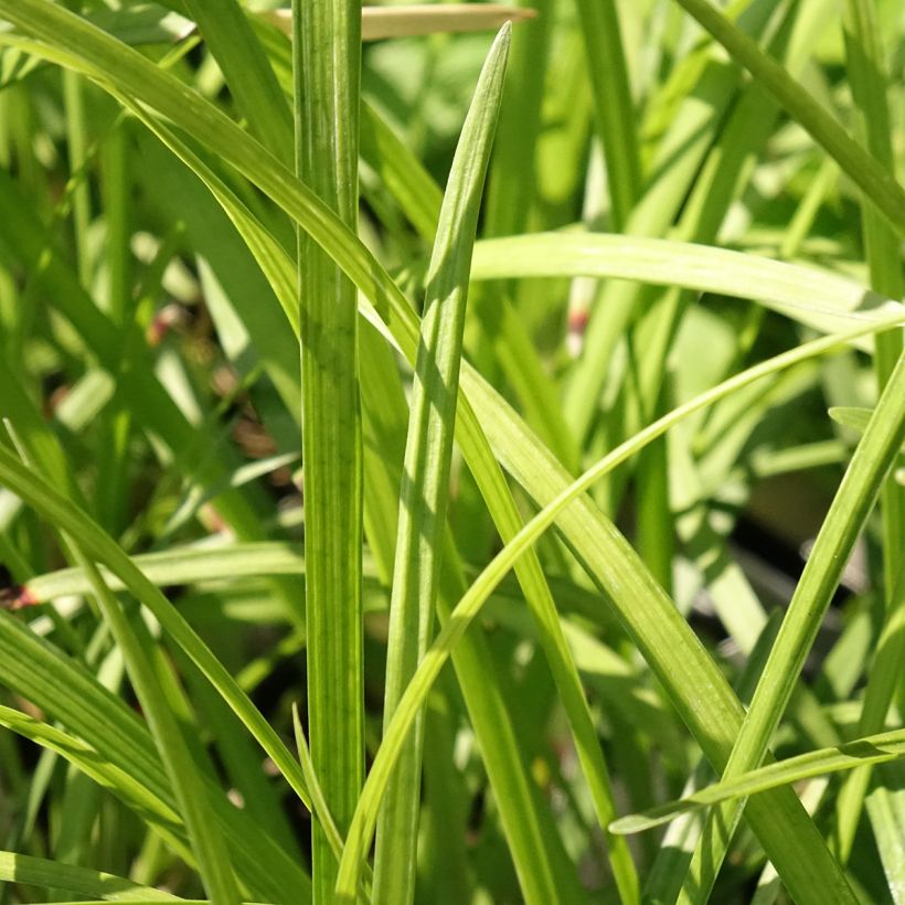 Liriope muscari Big Blue (Fogliame)