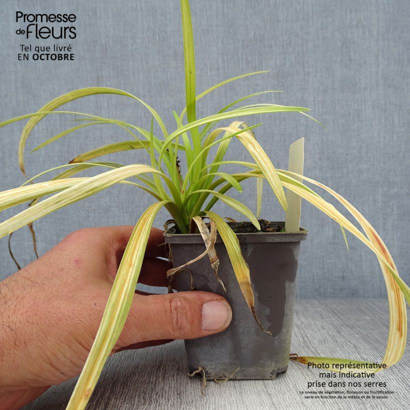 Esemplare di Liriope muscari Big Blue Godet de 8/9 cm come consegnato in autunno