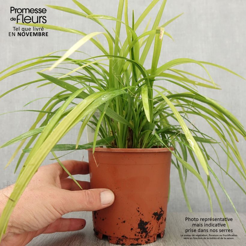 Esemplare di Liriope muscari Evergreen Giant Pot de 1L/1,5L come consegnato in autunno