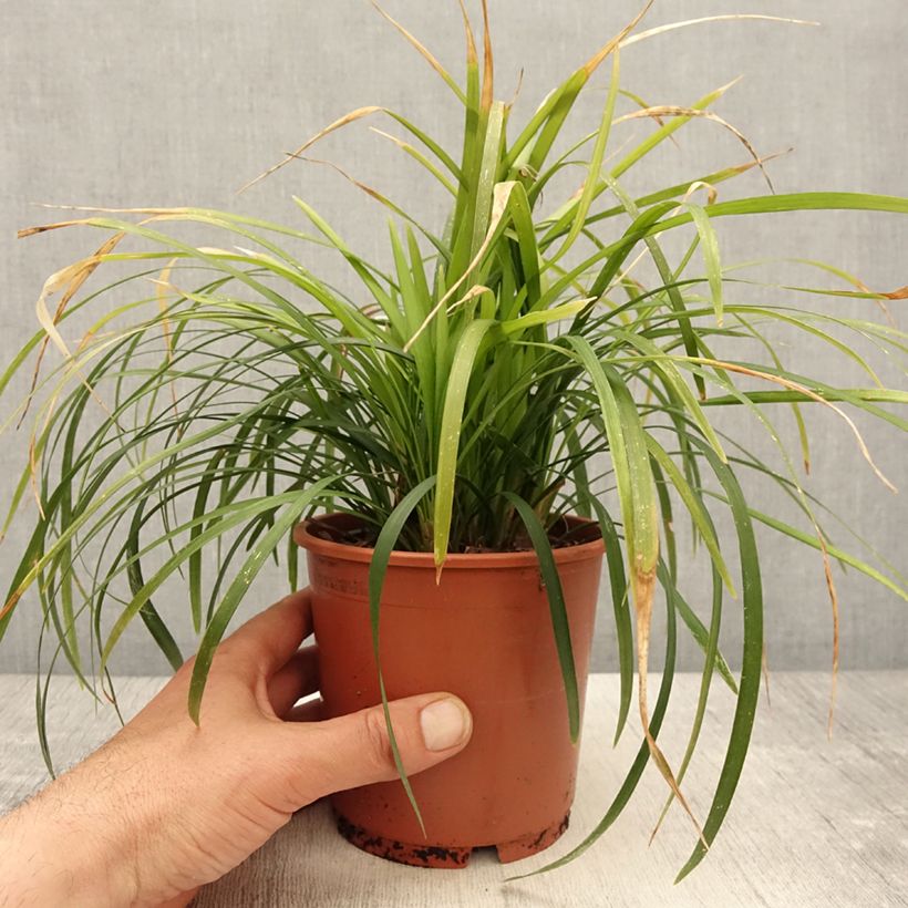 Example of Liriope muscari Evergreen Giant Vaso da 1L/1,5L as you get in printemps