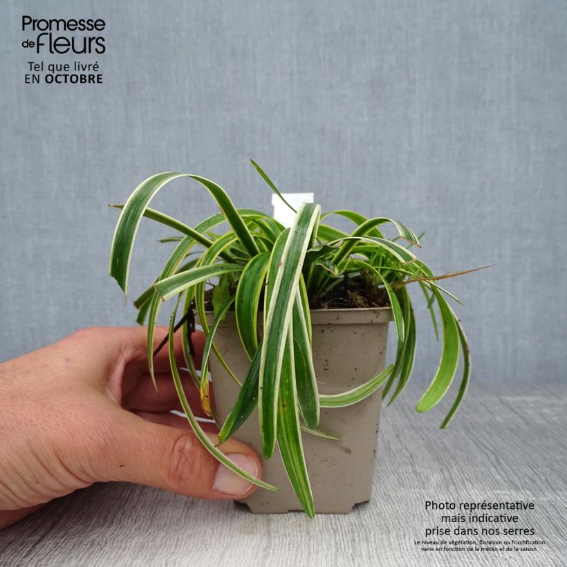 Esemplare di Liriope muscari Gold Banded Vasetto da 8/9 cm come consegnato in autunno