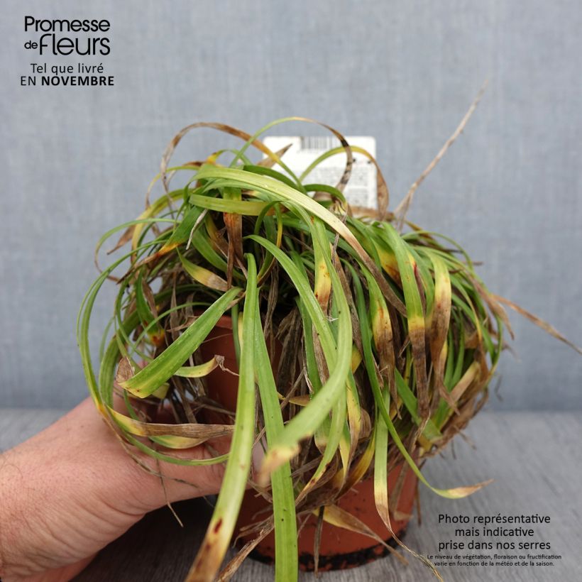 Esemplare di Liriope muscari Ingwersen Vaso da 1L/1,5L come consegnato in autunno