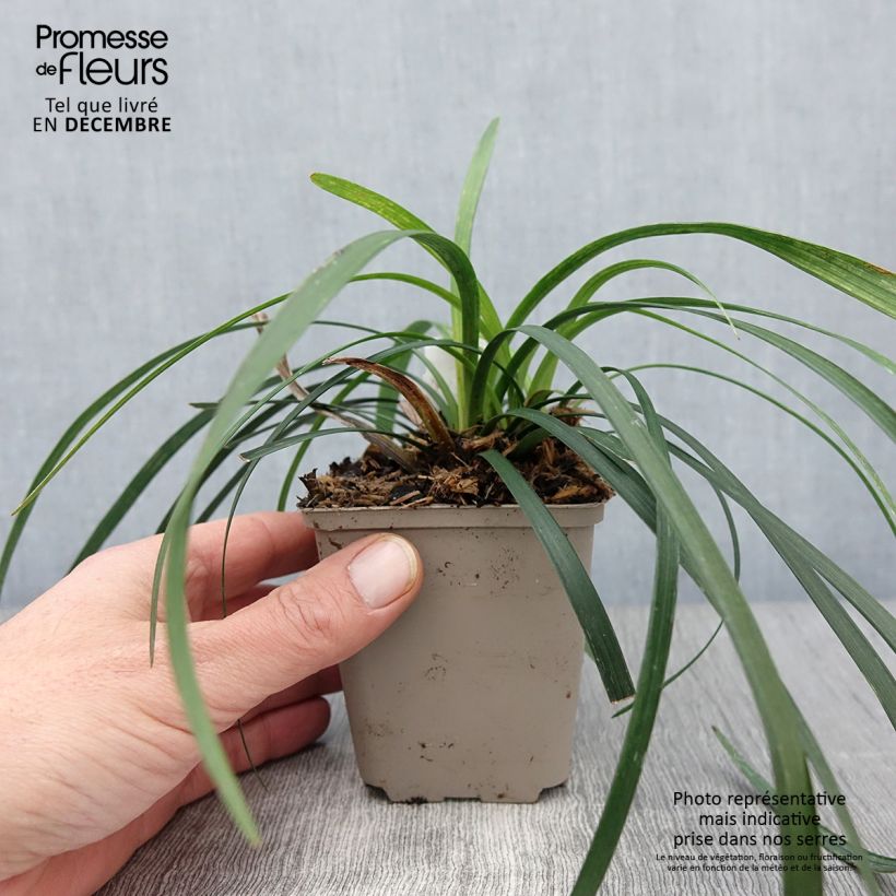 Esemplare di Liriope muscari Majestic Vasetto da 8/9 cm come consegnato in autunno
