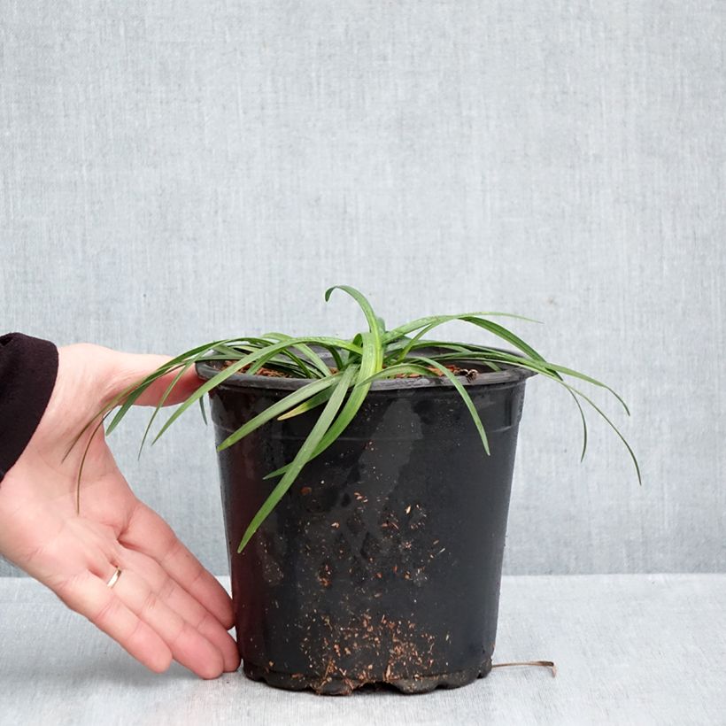 Esemplare di Liriope muscari Vaso da 2L/3L come consegnato in autunno