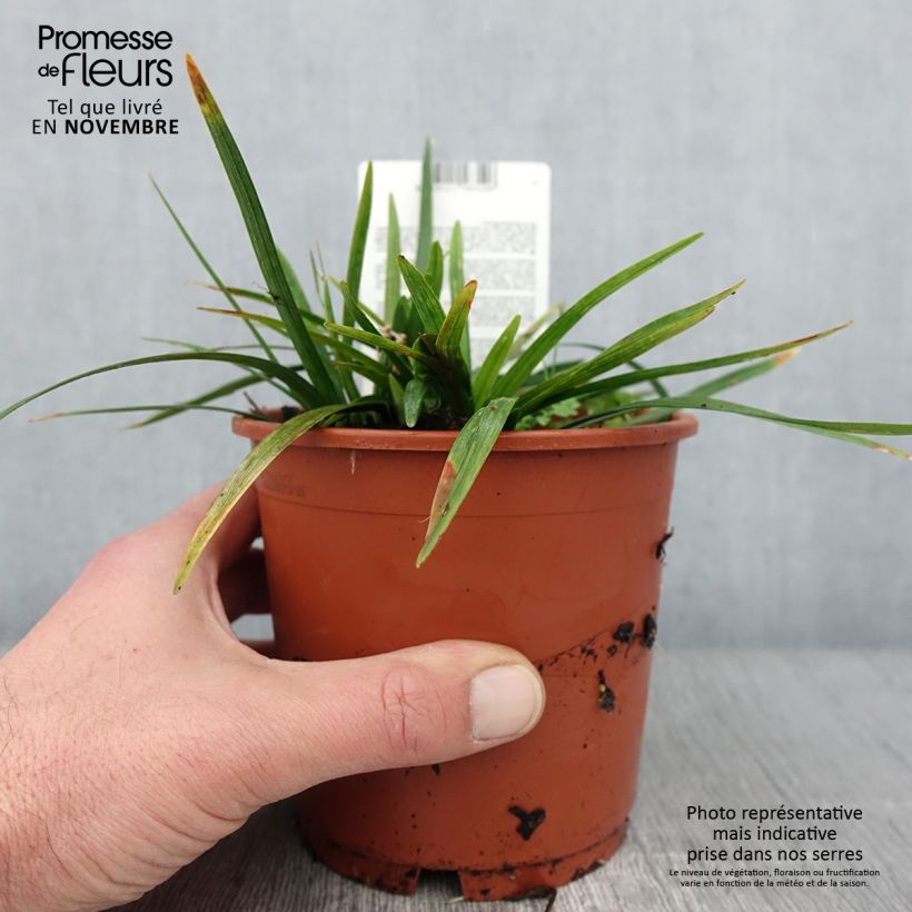 Esemplare di Liriope muscari Royal Purple Pot de 1L/1,5L come consegnato in autunno