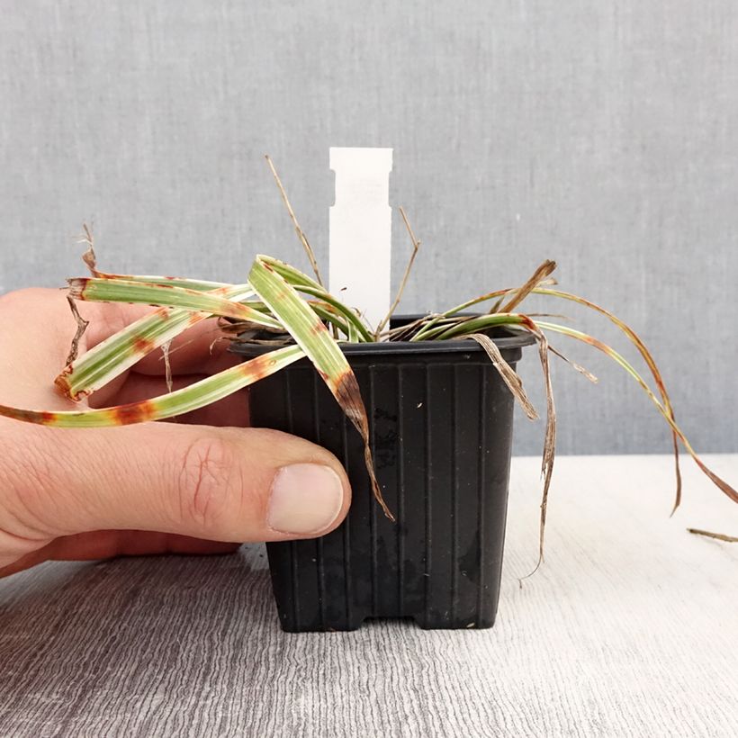 Liriope muscari Silvery Sunproof Vasetto da 8/9 cm esemplare consegnato in primavera