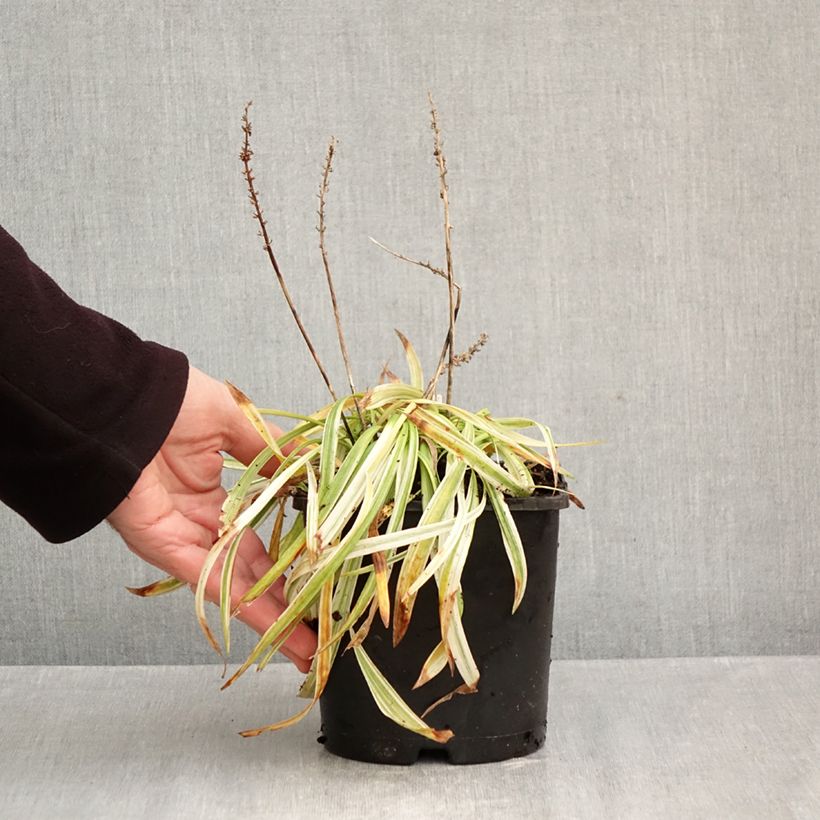 Esemplare di Liriope muscari Variegata Vaso da 2L/3L come consegnato in autunno
