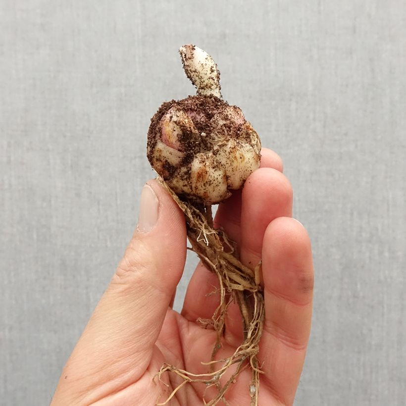 Example of Giglio asiatico Broken Heart Bulbo taglia 14/16 as you get in printemps