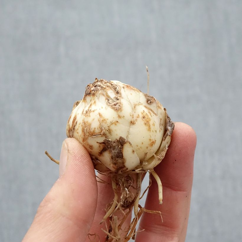 Giglio asiatico Distant Drum Bulbo taglia 14+ esemplare consegnato in primavera