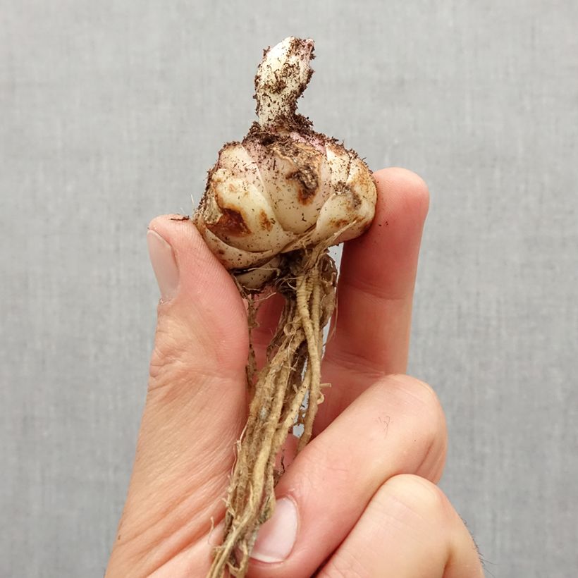 Example of Giglio asiatico Red Twin Bulbo taglia 16/18 as you get in printemps