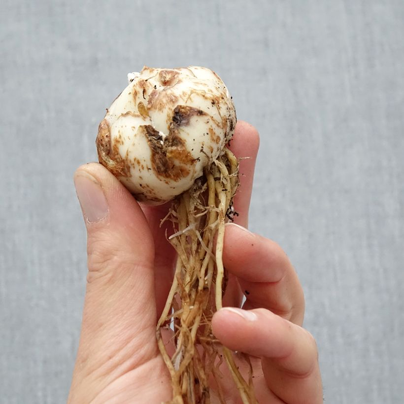 Giglio asiatico Salmon Tiger Bulbo taglia 16/18 esemplare consegnato in primavera