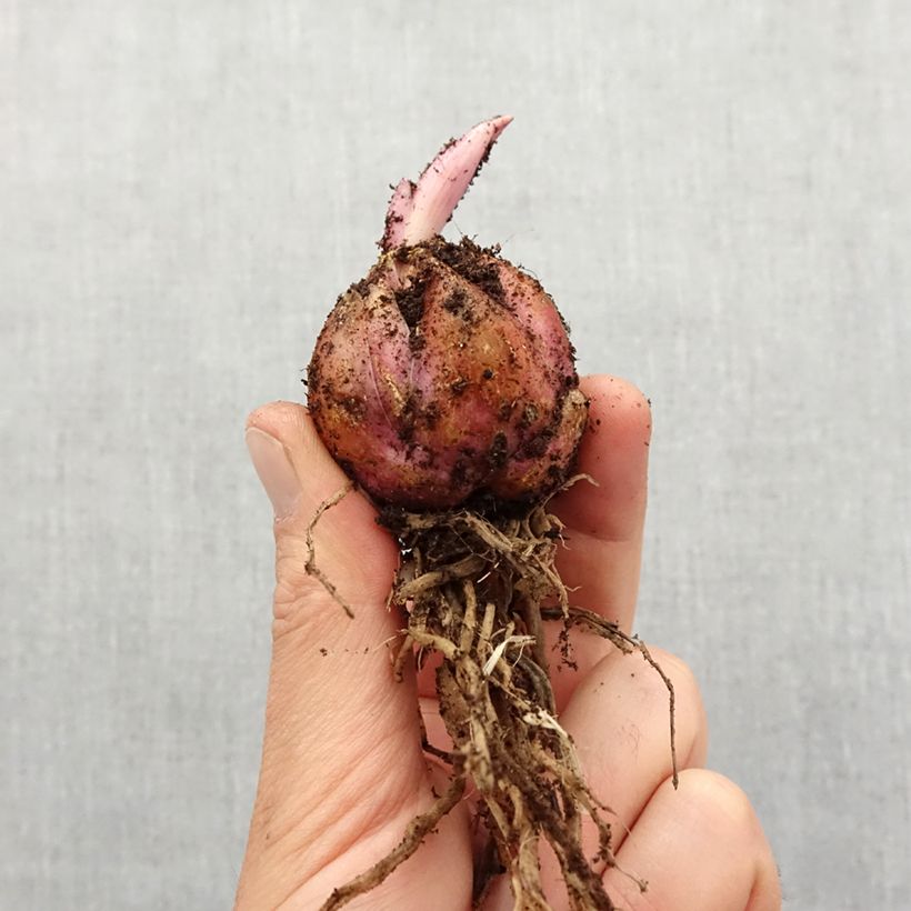 Giglio asiatico Mapira Bulbo taglia 16+ esemplare consegnato in primavera