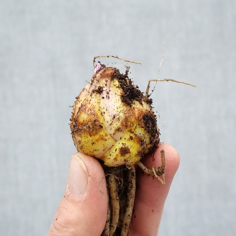 Giglio asiatico Navona Bulbo taglia 14/16 esemplare consegnato in primavera