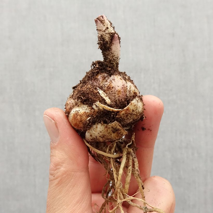 Giglio asiatico Pearl Melanie Bulbo taglia 14/16 esemplare consegnato in primavera