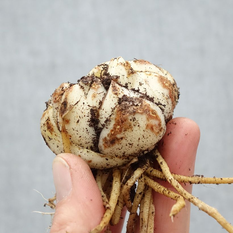 Giglio asiatico Pearl Stacey Bulbo taglia 18+ esemplare consegnato in primavera