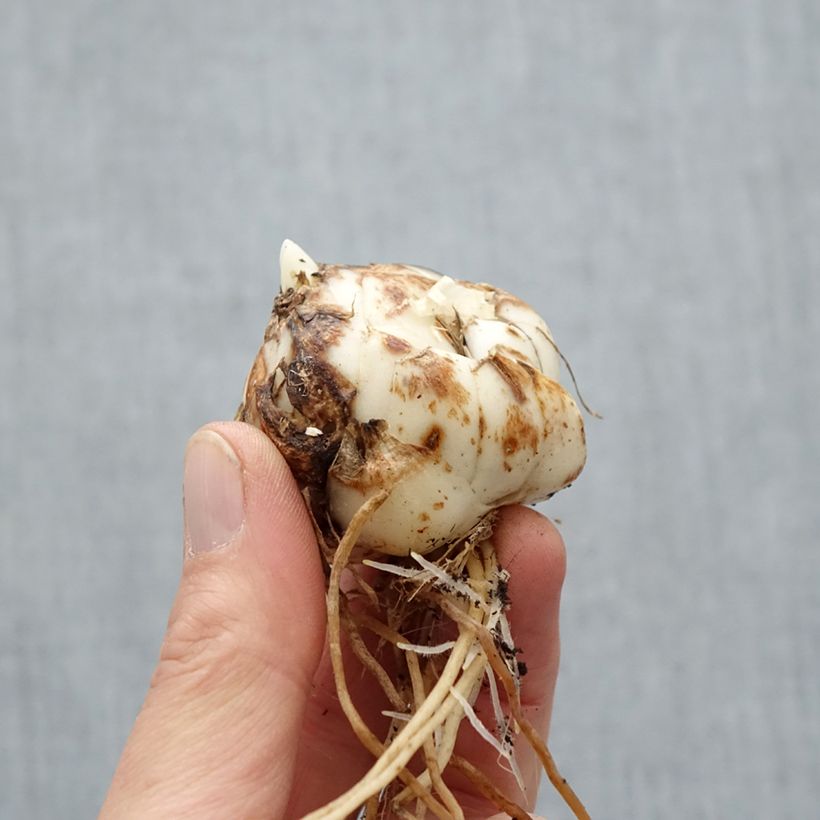 Giglio asiatico Rosella's Dream Bulbo taglia 16/18 esemplare consegnato in primavera