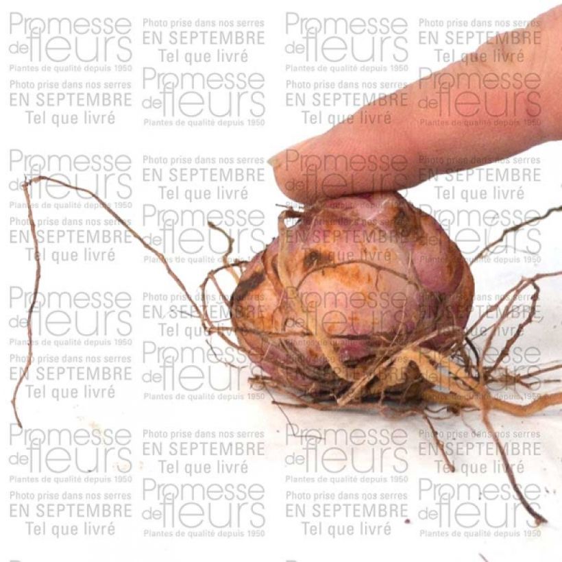 Esempio di esemplare Lilium leichtlinii - Giglio botanico Bulbo taglia 14/16 come consegnato