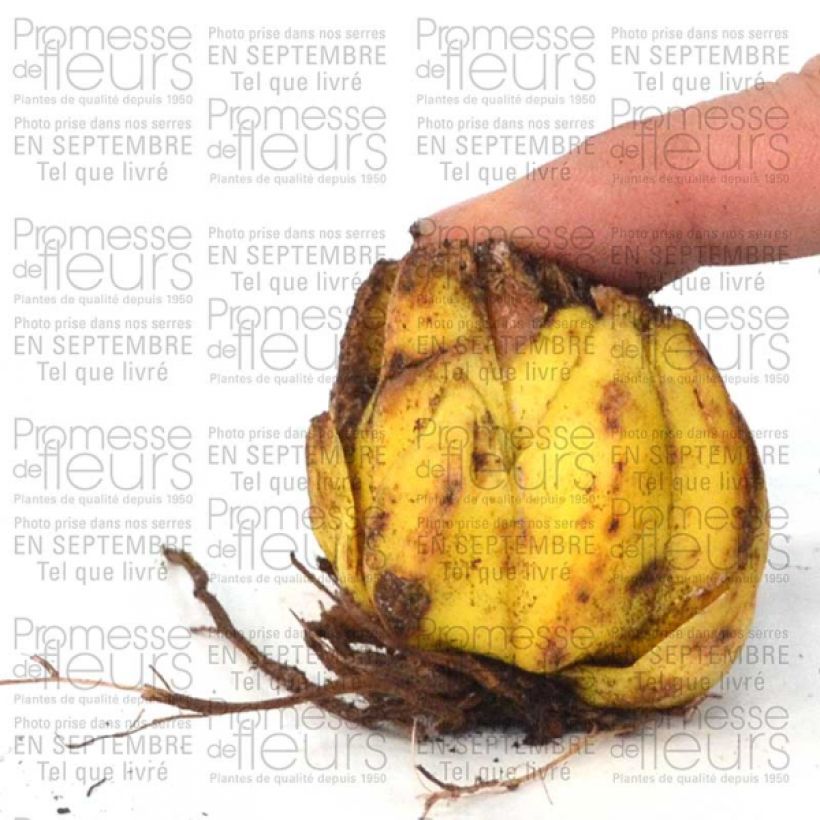 Esempio di esemplare Giglio martagone var. album Bulbo taglia 16+ come consegnato