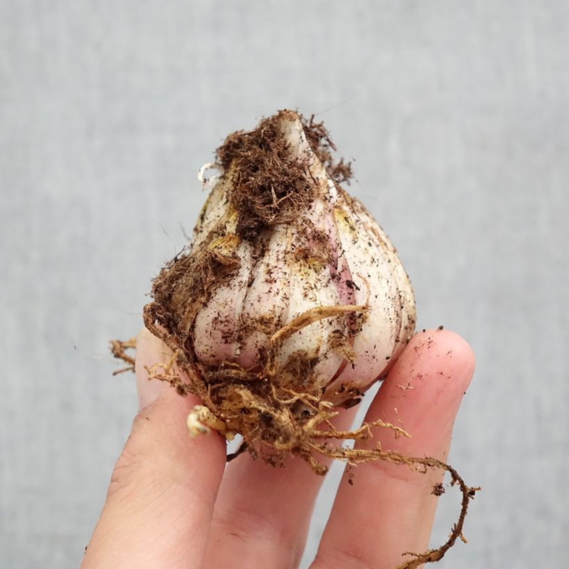 Lilium candidum - Giglio di Sant'Antonio Bulbo taglia 18/20 esemplare consegnato in primavera