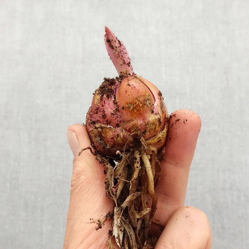 Example of Giglio a tromba ibrido Honeymoon Bulbo taglia 16/18 as you get in printemps