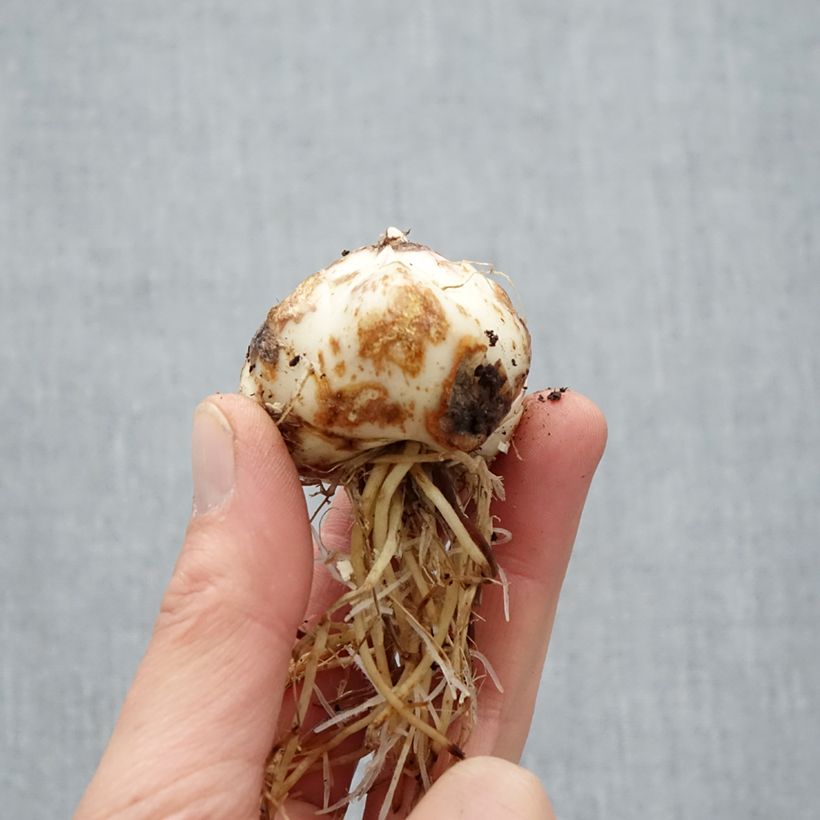 Giglio asiatico Purple Eye Bulbo taglia 16/18 esemplare consegnato in primavera