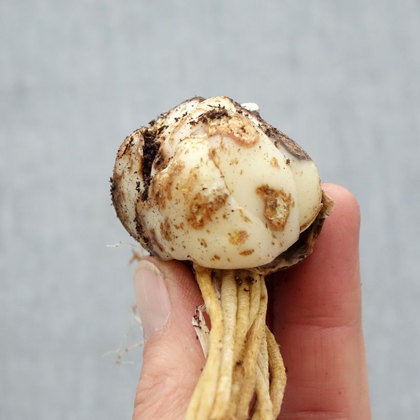 Giglio asiatico Barolo Bulbo taglia 16/18 esemplare consegnato in primavera