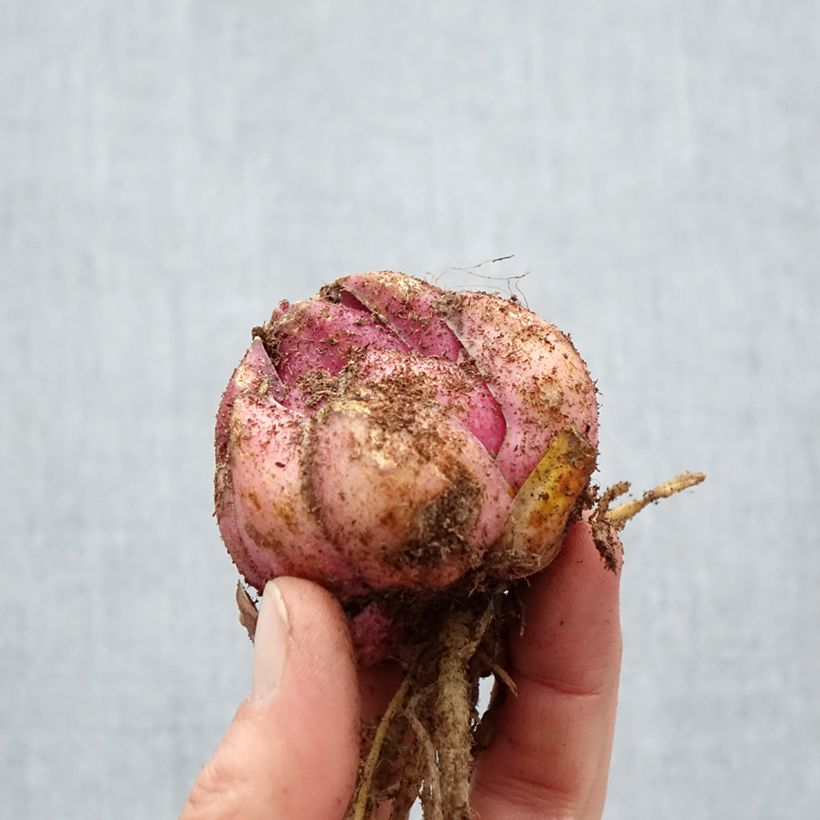 Giglio a tromba ibrido Bellamonte Bulbo taglia 18/20 esemplare consegnato in primavera