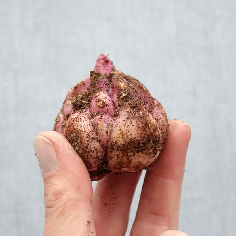 Giglio a tromba ibrido Candy Club Bulbo taglia 18/20 esemplare consegnato in primavera