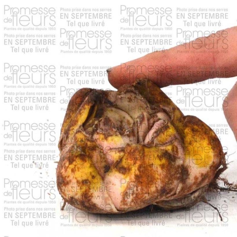 Esempio di esemplare Giglio orientale ibrido Casablanca Bulbo size 16/18 come consegnato
