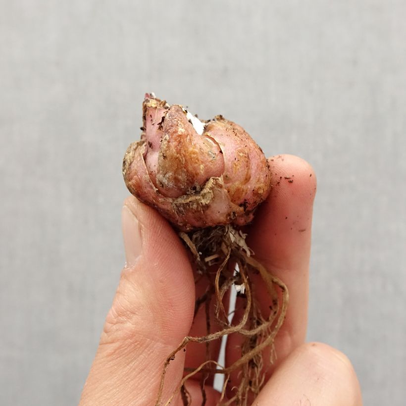 Example of Giglio asiatico Corsage Bulbo taglia 16/18 as you get in printemps