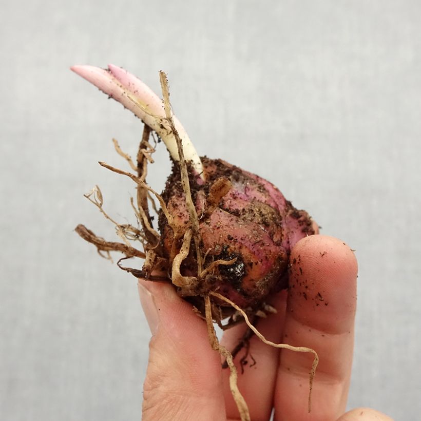 Example of Lilium henryi Lady Alice - Giglio ibrido Bulbo taglia 16/18 as you get in printemps